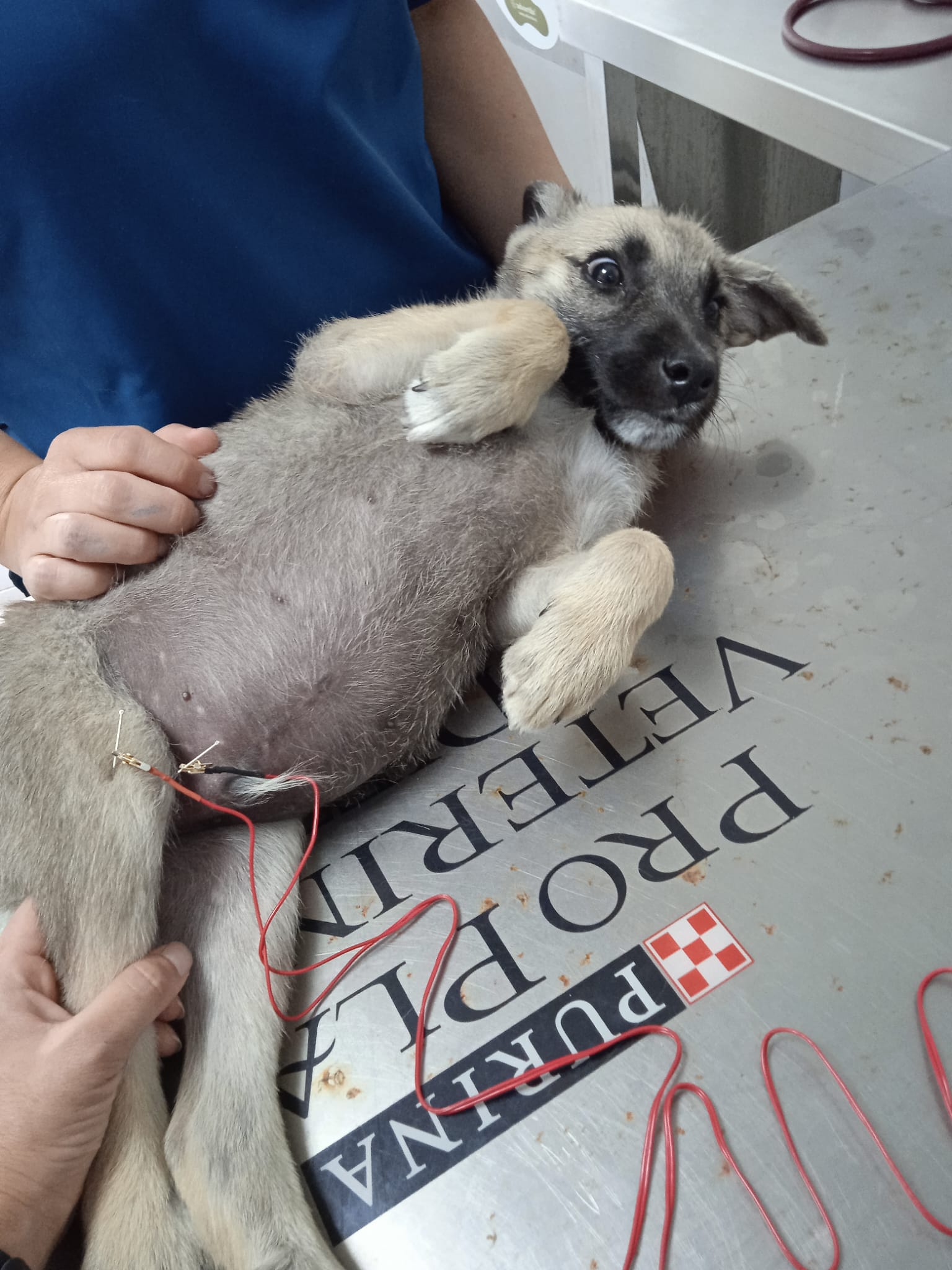 Perro recién peinado