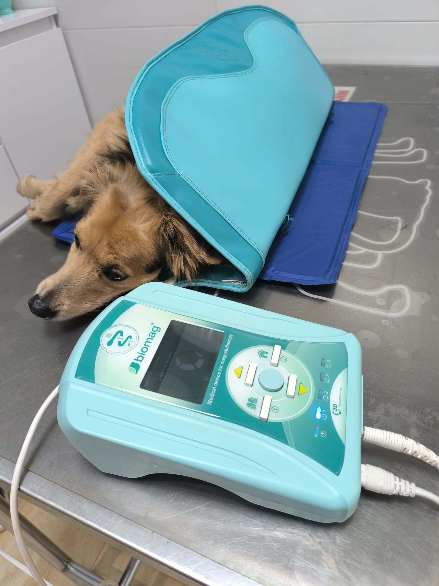 Perro recién peinado