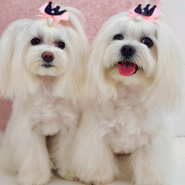 Perro con corte de raza