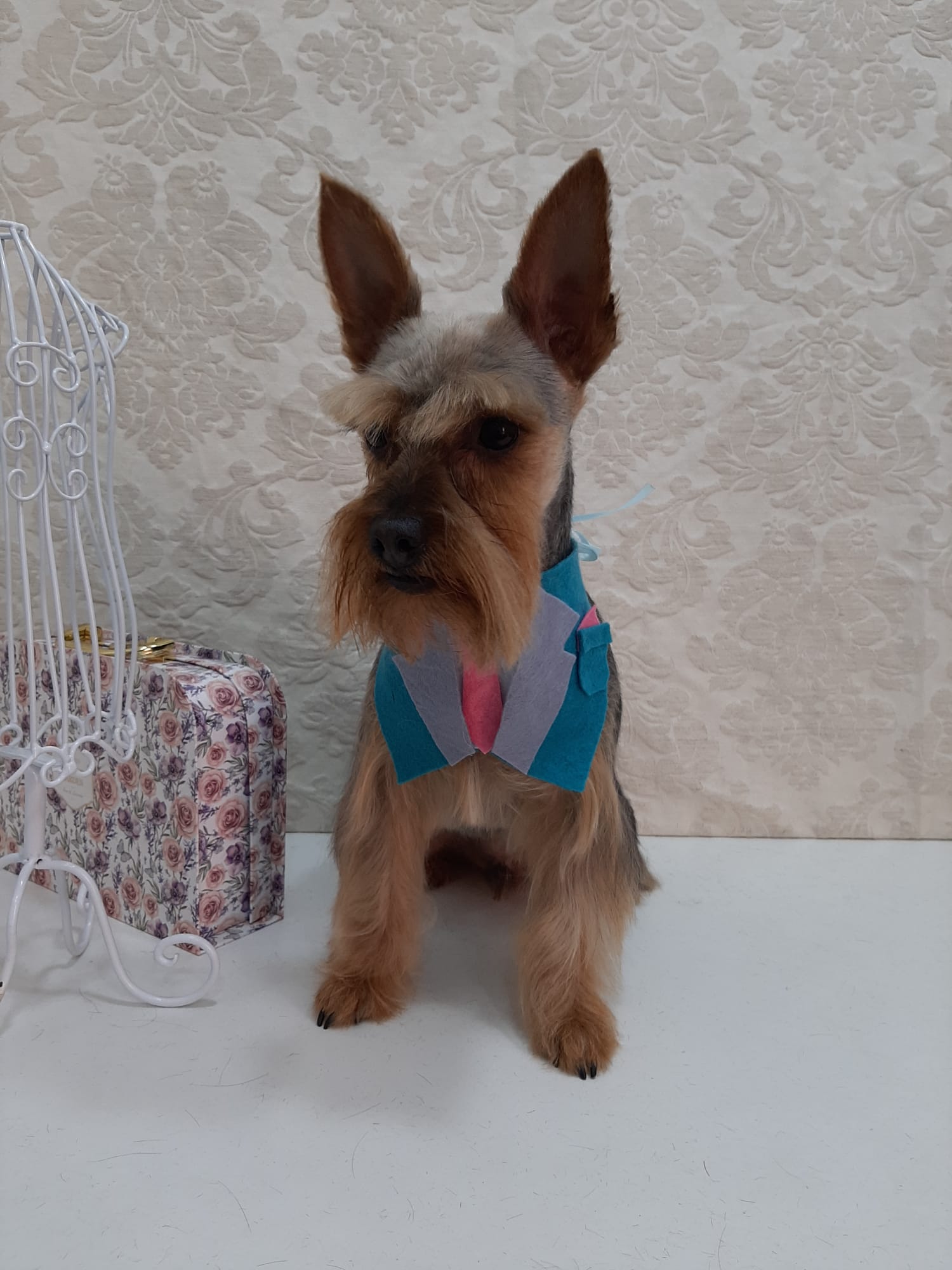 Perro con corte de raza