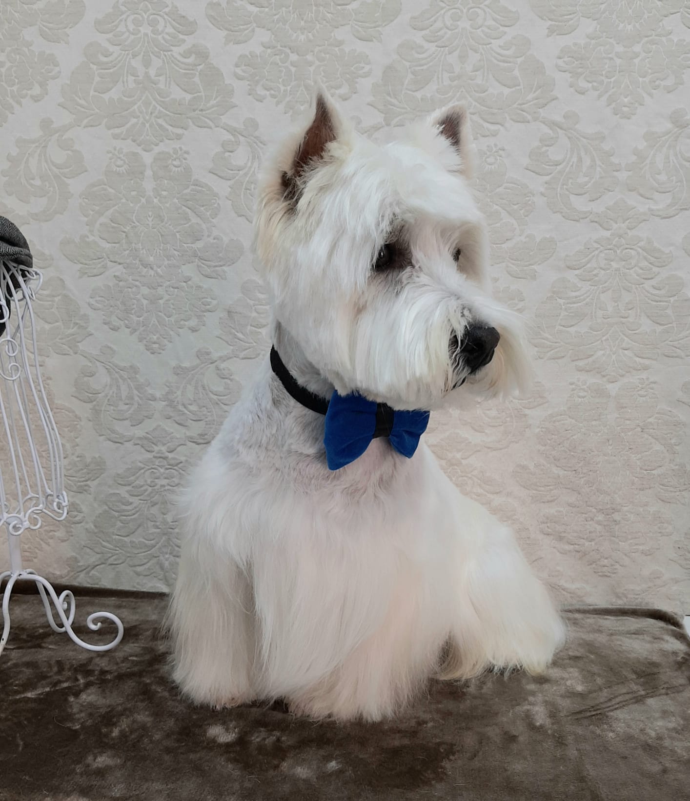 Perro con corte de raza